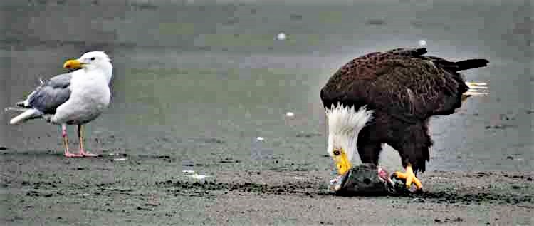 eagle on ground